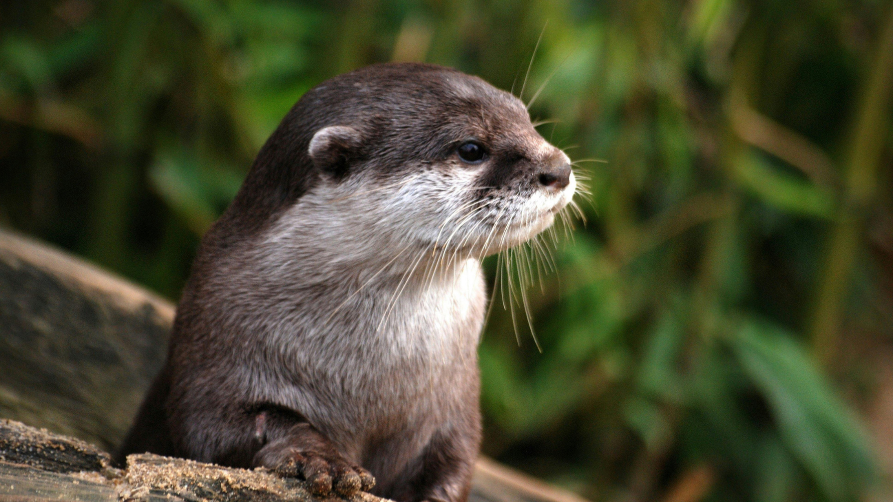 Animal Totem Loutre : Signification et Symbolique