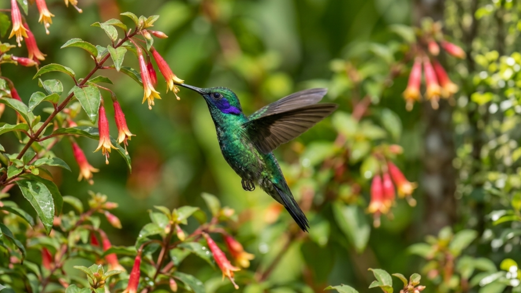 Animal Totem Colibri : Signification et Symbolique
