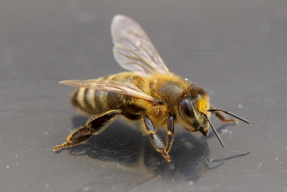 Abeille butineuse posée, symbole de travail et d'harmonie – Animal totem LIYAMI Nature