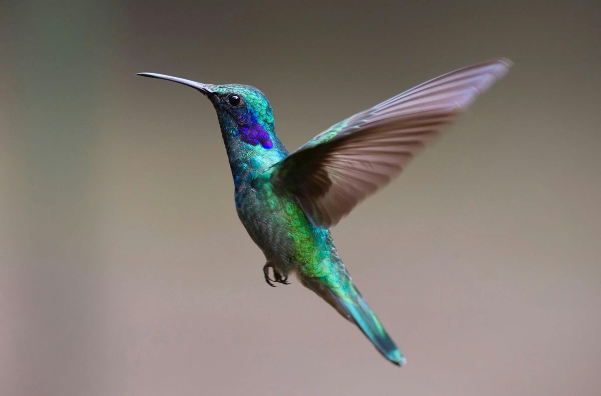 Colibri en plein vol, symbole de joie et de liberté – Animal totem LIYAMI Nature